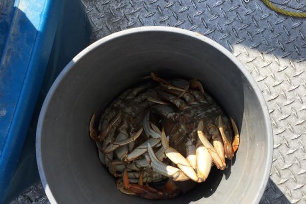 Bucket of crabs