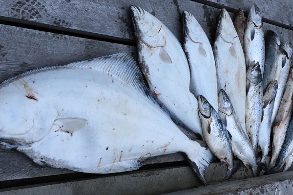 Haul of fish from overnight on the boat